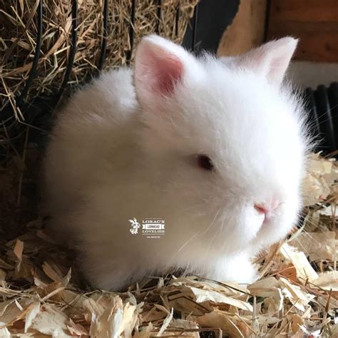 Double Maned Lionheads In Redditch Worcestershire Gumtree