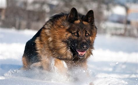 Hd Wallpaper Adult Black And Tan German Shepherd Dog Snow One