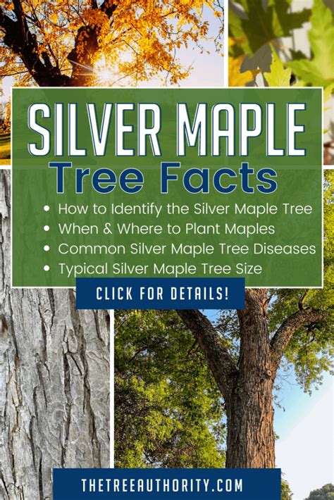 Silver Maple Tree Facts Acer Saccharinum The Tree Authority