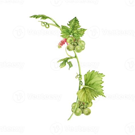 White Wine Grape Branch With Green Leaves And Tendrils Isolated On