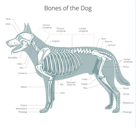 Anatomy Of The Canine Spine Physiopedia