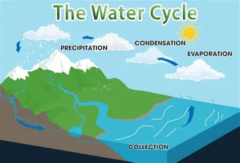 Fun Water Cycle Facts For Kids