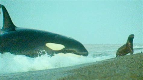 Killer Whales Hunt Sea Lions Trials Of Life Bbc Earth