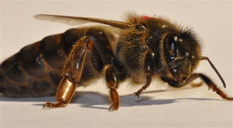 The Queen Bee Beeopic Beekeeping