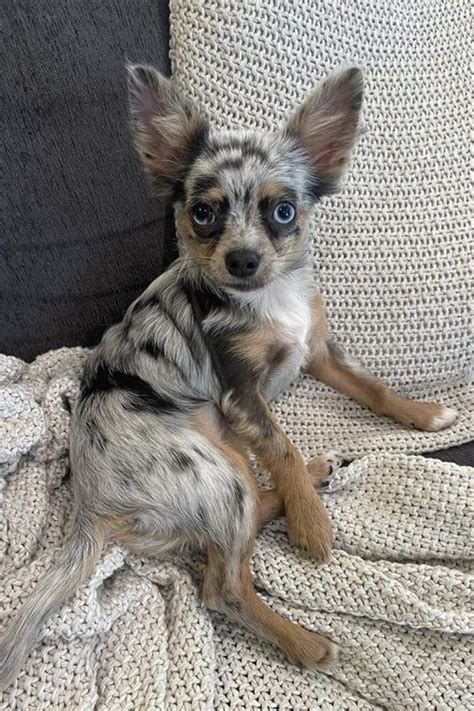 Merle Chihuahua Guide Blue Chocolate Red Lilac Merle Etc
