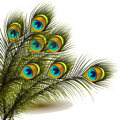 Peafowl Feather Clip Art Peacock Feather Background Image Png
