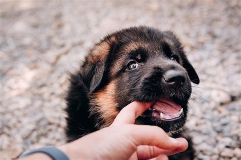 7 Easy Ways To Stop A German Shepherd Puppy From Biting