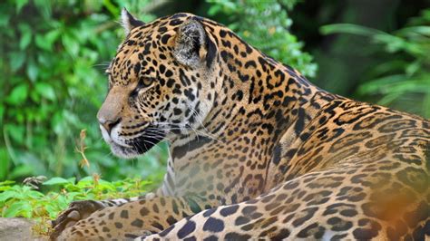 1920x1080 1920x1080 Predator Panthera Onca Jaguar Face Wild Cat