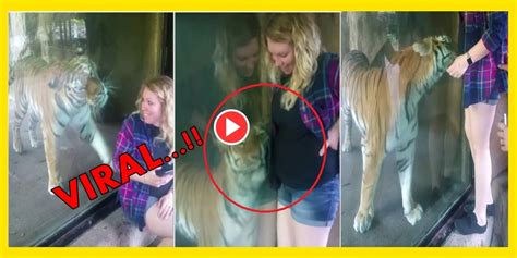 Tiger Nuzzling Pregnant Womans Baby Bump Has Taken The Internet By
