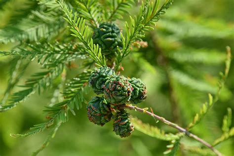 Free Picture Branches Conifer Forest Green Leaves Plant Nature