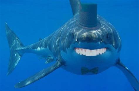 Sharks With Human Teeth Are Far Less Scary Gallery Ebaums World
