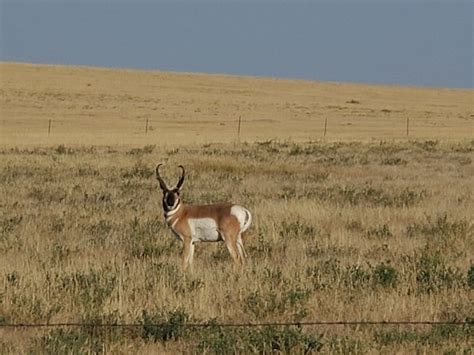 Nebraska Otc Archery Antelope Hunt Talk