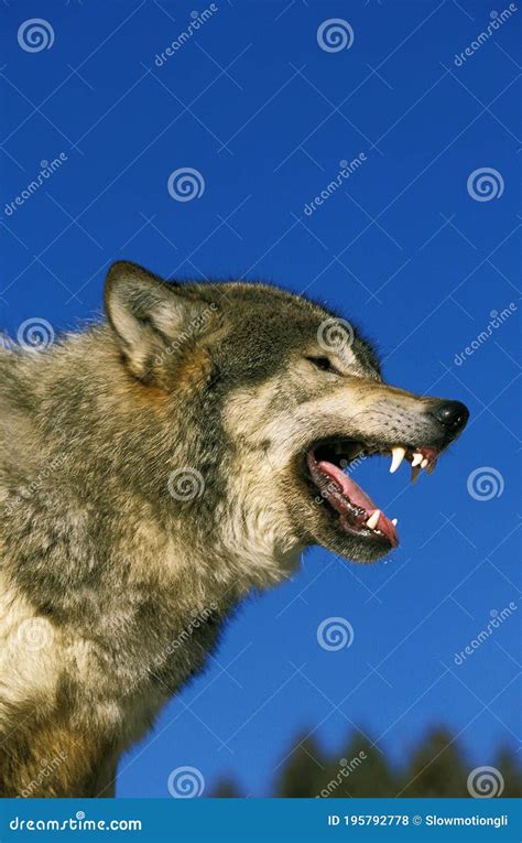 North American Grey Wolf Canis Lupus Occidentalis Adult With Open