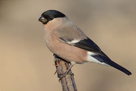 Nun zum unterschied gimpel weibchen und männchen im gefieder. Gimpel - Weibchen Foto & Bild | singvögel, natur, tiere ...