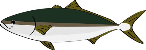 Retro Style Illustration Of A California Yellowtail Amberjack Clip