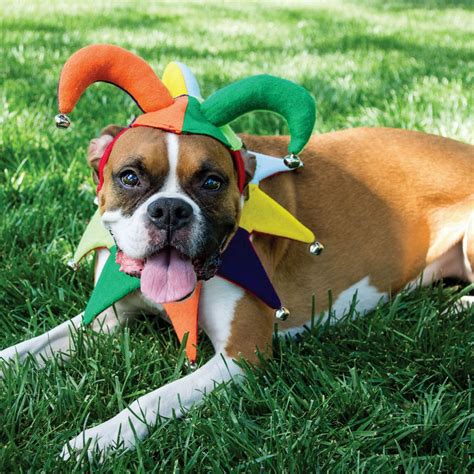 40 Best Dog Halloween Costumes 2023 Cute Dog Costume Ideas