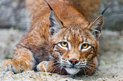 Brown And White Lynx Cat Hd Wallpaper Wallpaper Flare