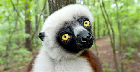 Duke Lemur Center Durham Usa Attractions Lonely Planet