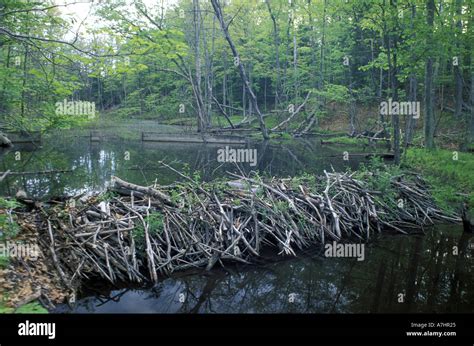 North America Us Nh A Beaver Dam In Woodman Brook A Tributary Of