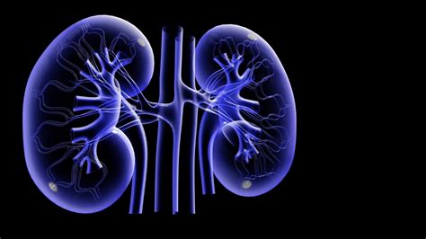 Kidney Wallpapers Top Free Kidney Backgrounds Wallpaperaccess