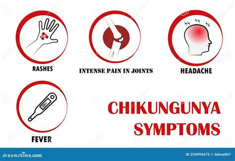 Chikungunya Symptoms Pictograms With Names Of Individual Symptoms