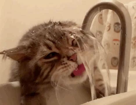 He Might Just Want To Take A Showerhttps I Redd It Gph Ioaku Gif Cats Cat Drinking Cat Gif