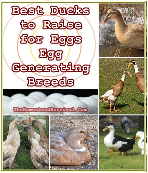 If you see reference to a bantam bird, that is a small version of any particular breed. Best Ducks to Raise for Eggs - Egg Laying Breeds | The ...