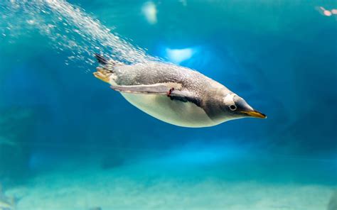 Animals Penguins Birds Underwater Wallpapers Hd