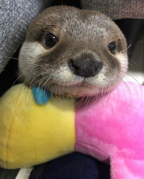 19 Adorable Otters You Really Otter Take A Look At Cuteness