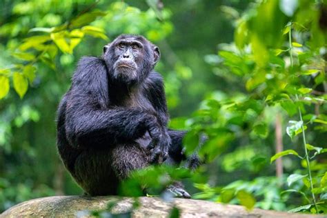 Chimpanzee Close Up Uganda Wildlife Conservation Education Centre