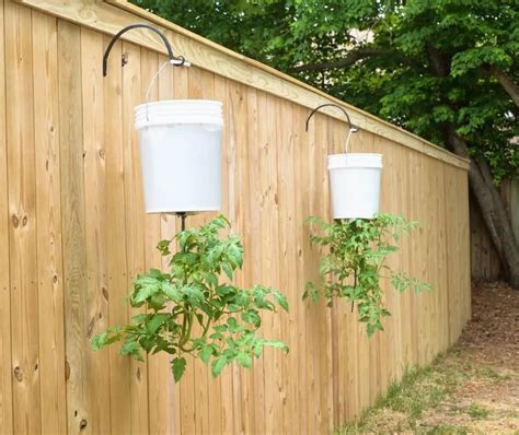 50 Brilliant Uses For A 5 Gallon Bucket Hanging Tomato Plants Growing