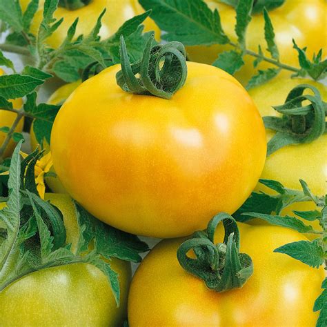 Fried Green Tomato F1 Hybrid Tomato Seeds 300 Mg Packet 70 Seeds