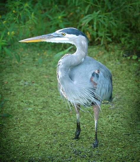 Great Blue Heron In Florida River Photograph By Rebecca Brittain Pixels