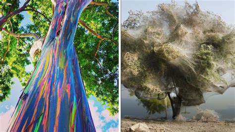 15 Most Beautiful Trees Ever Found Youtube