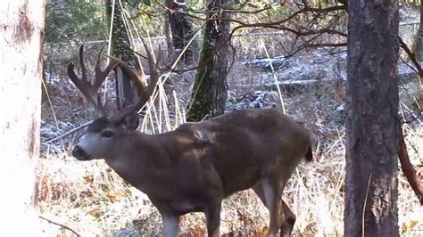 Visit our r/mkebucks' wiki for all of the above information and more! Monster Blacktail Buck - YouTube