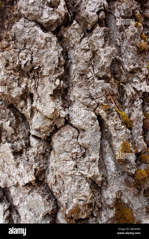The Furrowed Bark Of A Black Cottonwood Tree Populus Trichocarpa