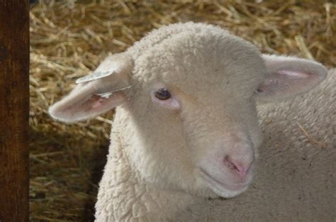 Check spelling or type a new query. Wild Rose Farm: Lambs Hanging Out ......