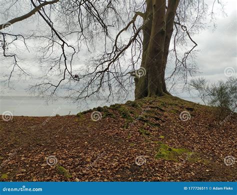 Trunk Of Beech Tree With Uncovered Tree Roots In A Nature Reserve Stock