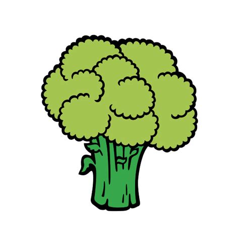 Broccoli Png Transparent Image Download Size 582x598px