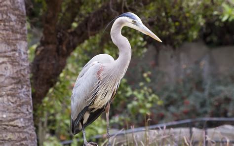 48 Great Blue Heron Wallpaper Wallpapersafari