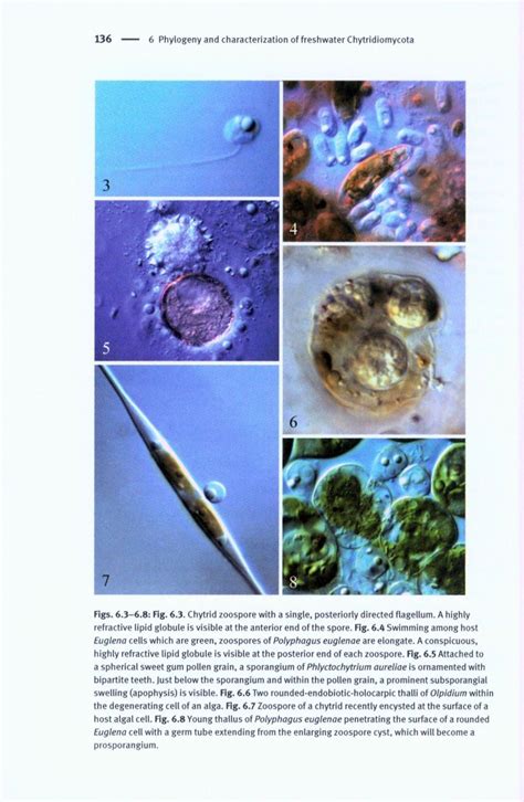 Freshwater Fungi And Fungal Like Organisms Nhbs Academic