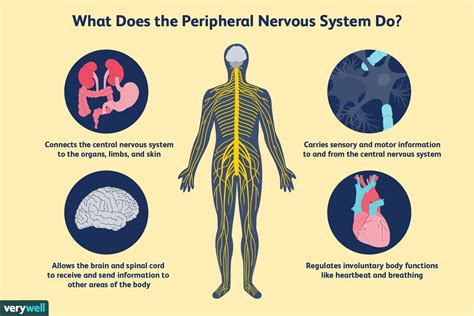 An online study guide to learn about the structure and function of the human nervous system parts using interactive animations and diagrams demonstrating all the essential facts about its organs. How the Peripheral Nervous System Works