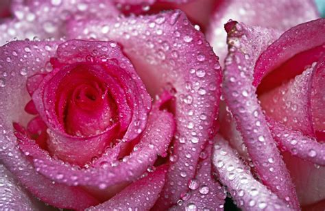 14 Pink Rose With Water Drops Wallpaper References