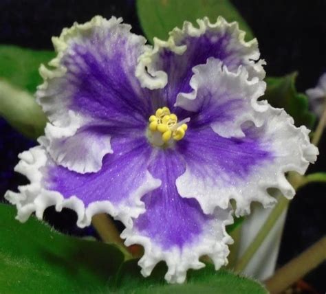 African Violet Leaf For Sale Classifieds