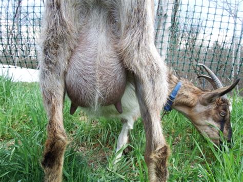 The height of your lawn will depict its health and growth rate. Mowing the lawn with goats