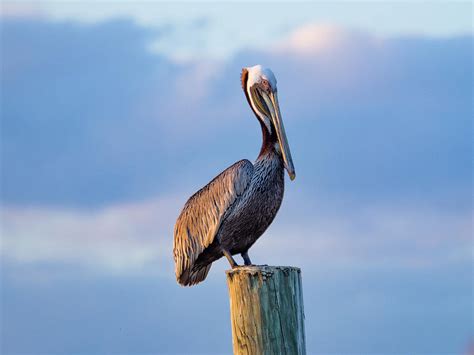 Pelican At Sunset Photograph By Dan Leffel Fine Art America