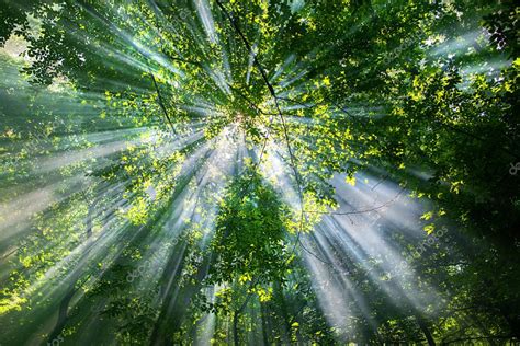Sun Rays Through The Trees ⬇ Stock Photo Image By © Katerynamostova
