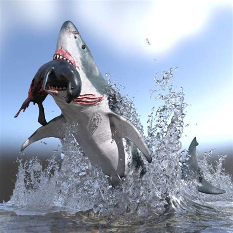 Shark Jumping Out Of Water Stock Photos Pictures And Royalty Free Images