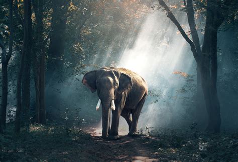 23 Exceptional Wildlife Photography Tutorials Light Stalking