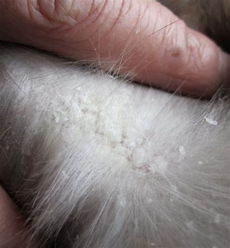 10 Ways To Get Rid Of Cat Dandruff Fast And Naturally Howhunter In